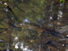 Тритон-малоазиатский_самец